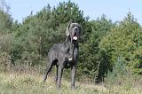 DOGUE ALLEMAND 006